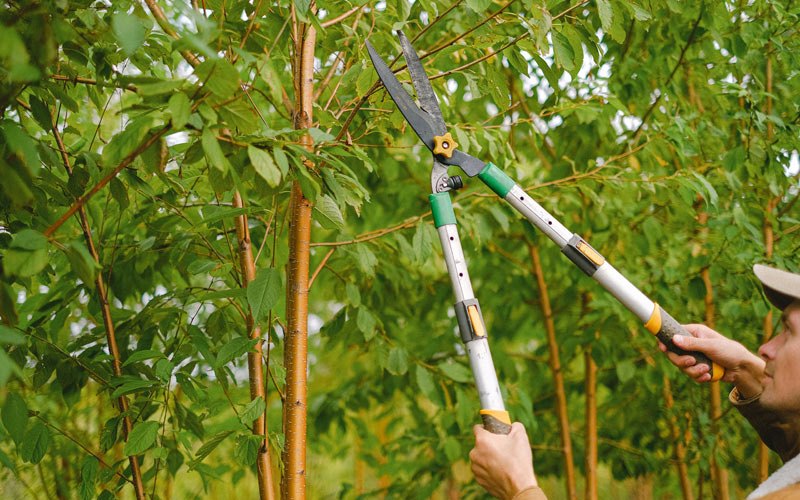 Tree trimming in Auxvasse, MO